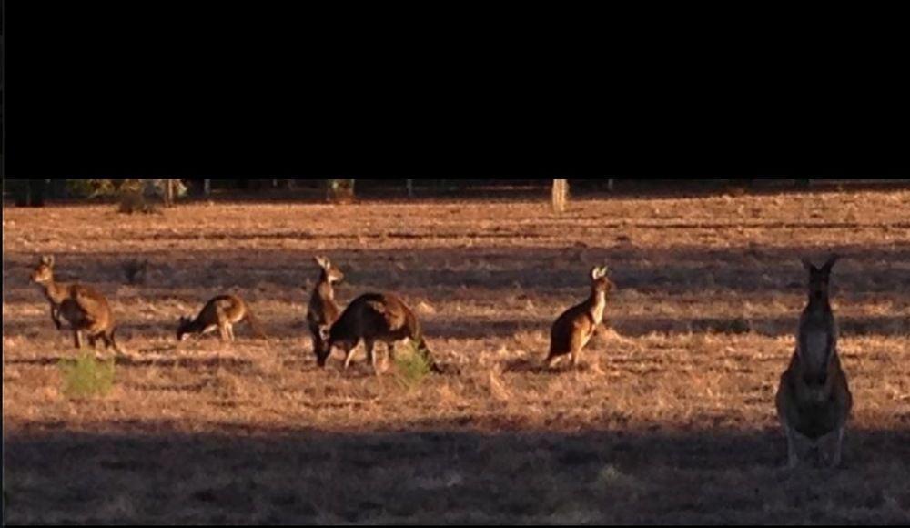 Busselton Guest House Bagian luar foto